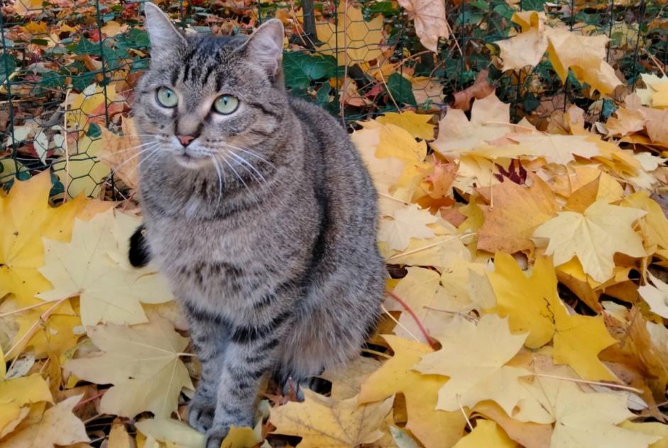 Vermisstmeldung Katze Weiblich , 5 jahre Toulouse Frankreich