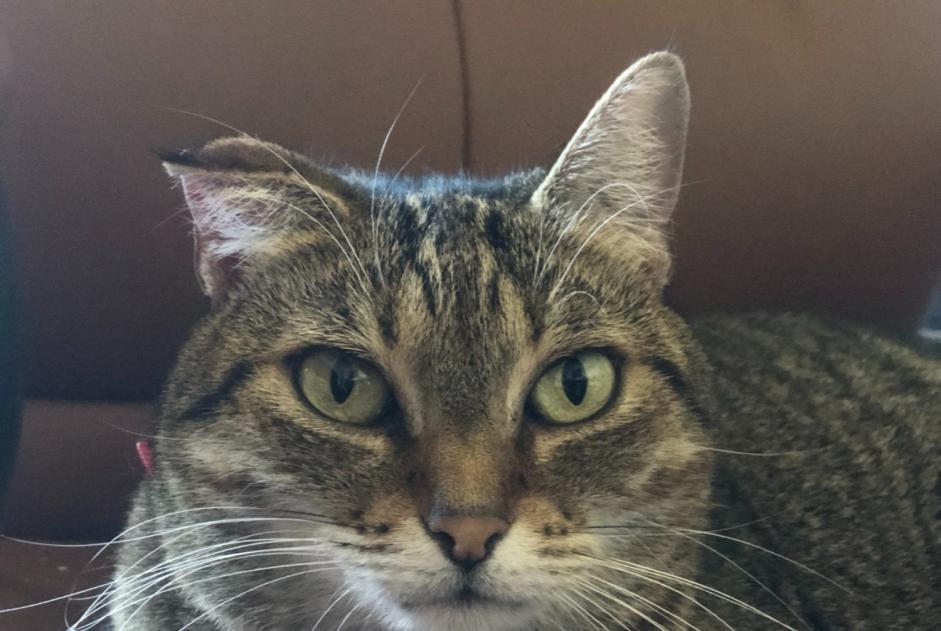 Vermisstmeldung Katze  Weiblich , 6 jahre Plaisance-du-Touch Frankreich
