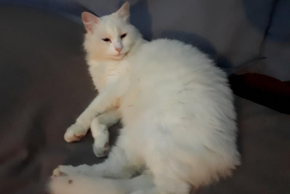 Disappearance alert Cat  Female , 11 years Seilh France