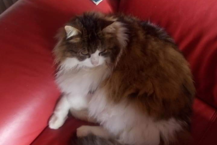 Disappearance alert Cat  Male , 13 years Cugnaux France