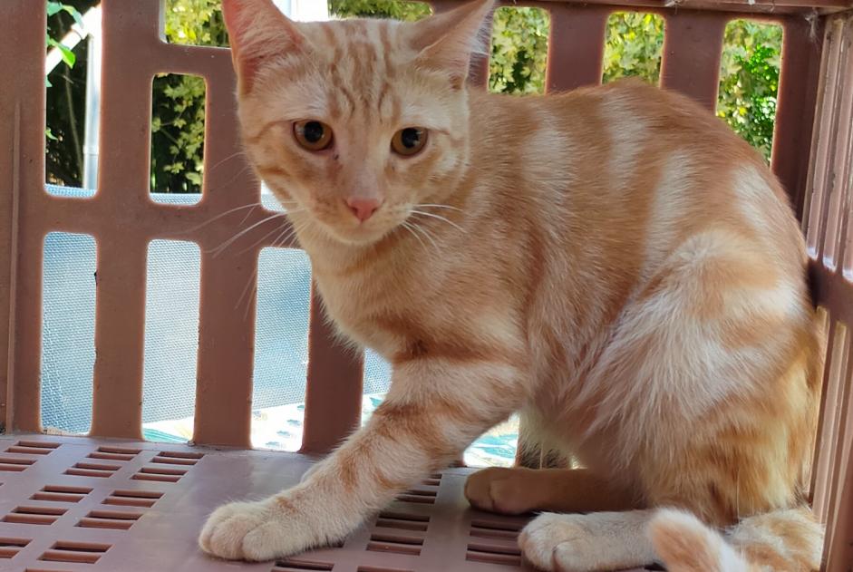 Discovery alert Cat  Male Daux France