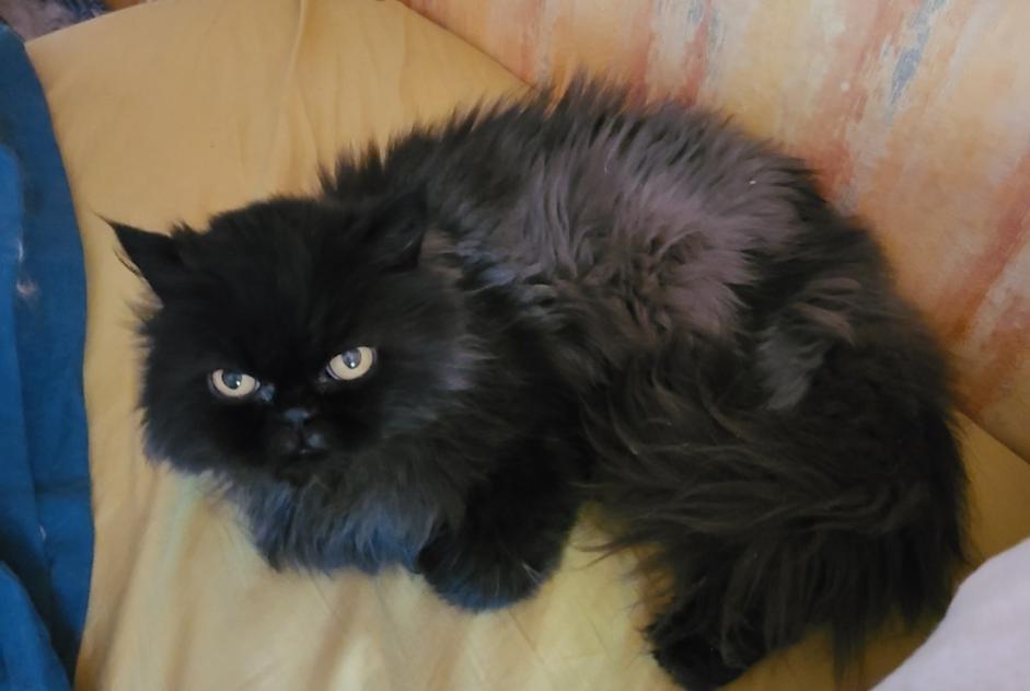 Disappearance alert Cat  Male , 13 years Aussonne France