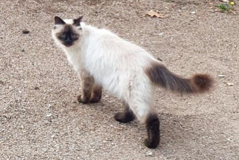 Disappearance alert Cat miscegenation  Male , 0 years Tournefeuille France