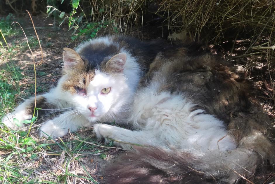 Discovery alert Cat Male , 7 years Fonsorbes France