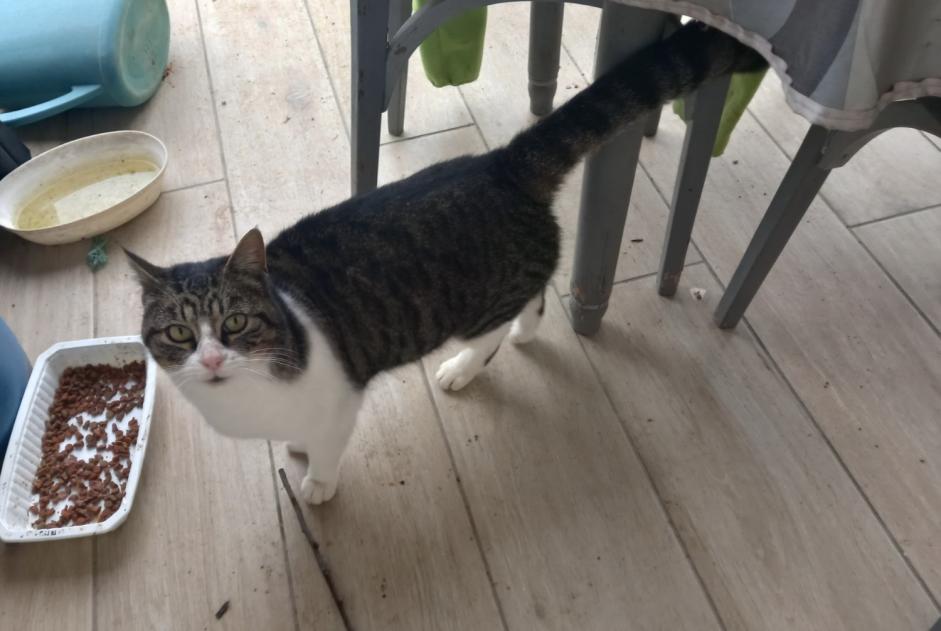 Discovery alert Cat Male Martres-Tolosane France