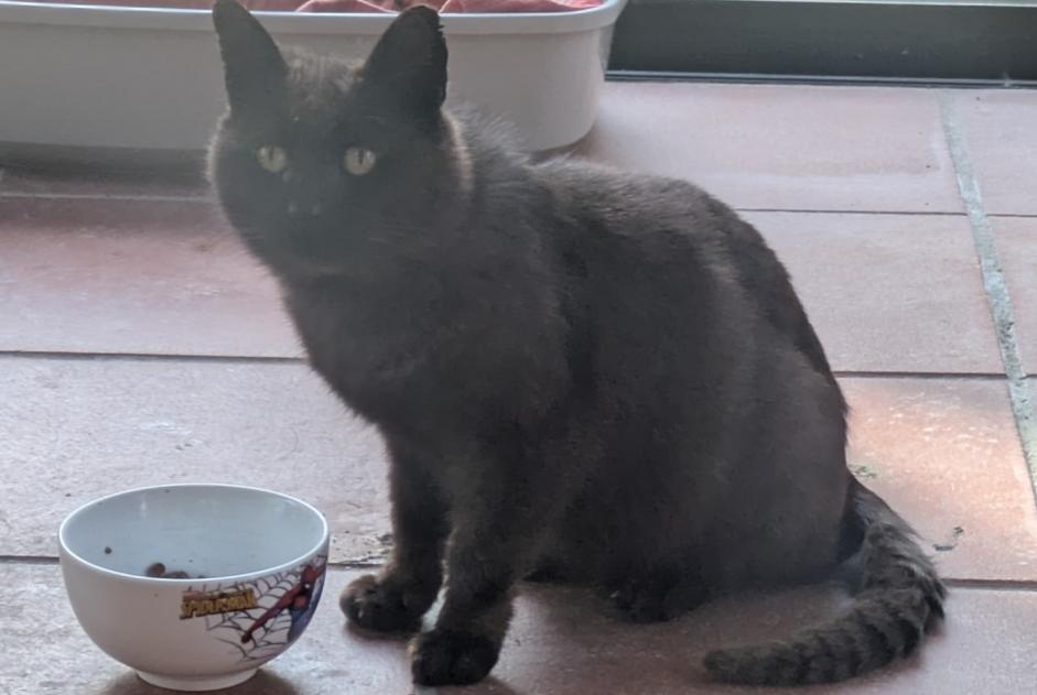 Discovery alert Cat Unknown , 6 years Montberon France