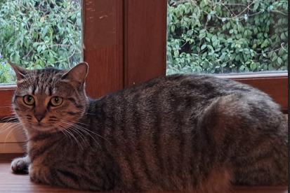 Alerte Disparition Chat  Femelle , 3 ans Toulouse France