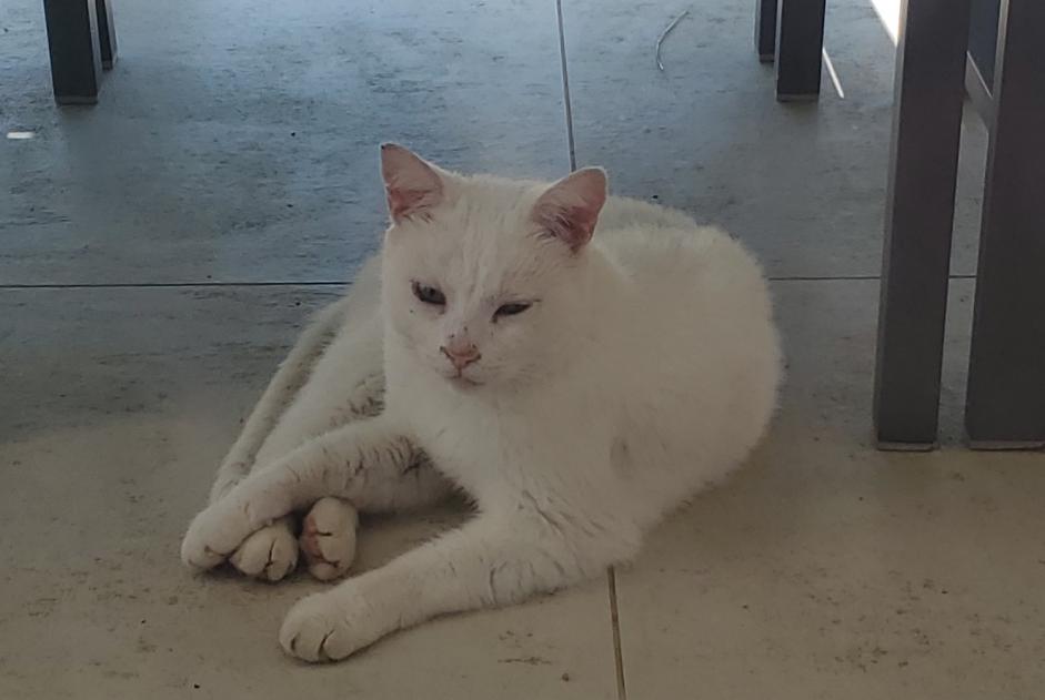 Alerte Découverte Chat Mâle Bretx France