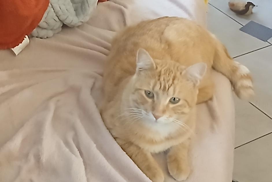 Avviso scomparsa Gatto incrocio di razze  Maschio , 1 anni Lespinasse Francia