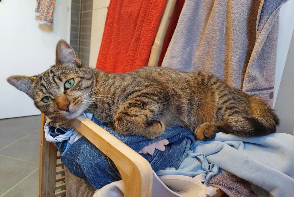 Verdwijningsalarm Kat Mannetje , 1 jaar Thil Frankrijk