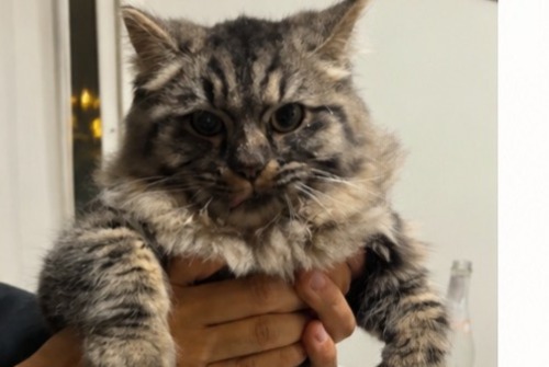 Alerta desaparecimento Gato cruzamento  Macho , 1 anos Cugnaux France