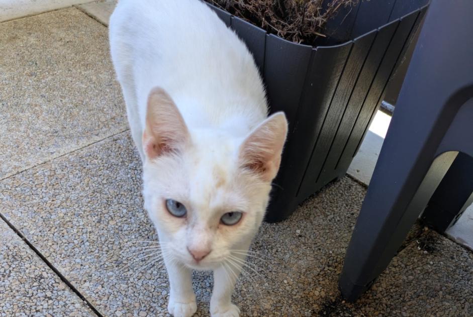 Alerta descoberta Gato Fêmea Toulouse France