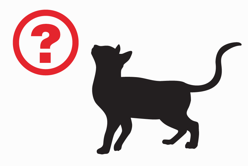 Vermisstmeldung Katze Männliche , 11 jahre Toulouse Frankreich